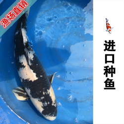 长海县进口种鱼 白写